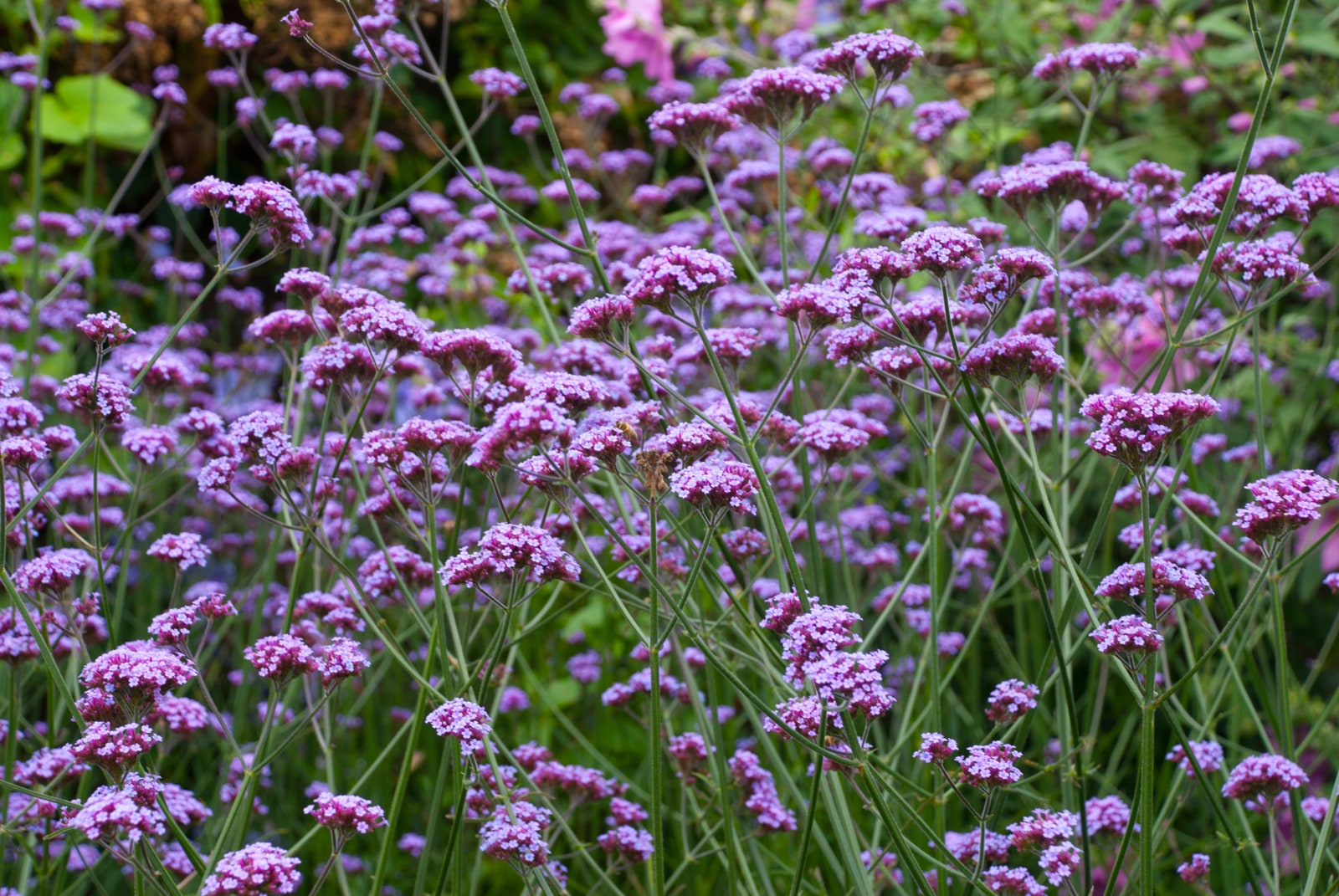 Purple  pink flowers in soft sunlight in summertime.