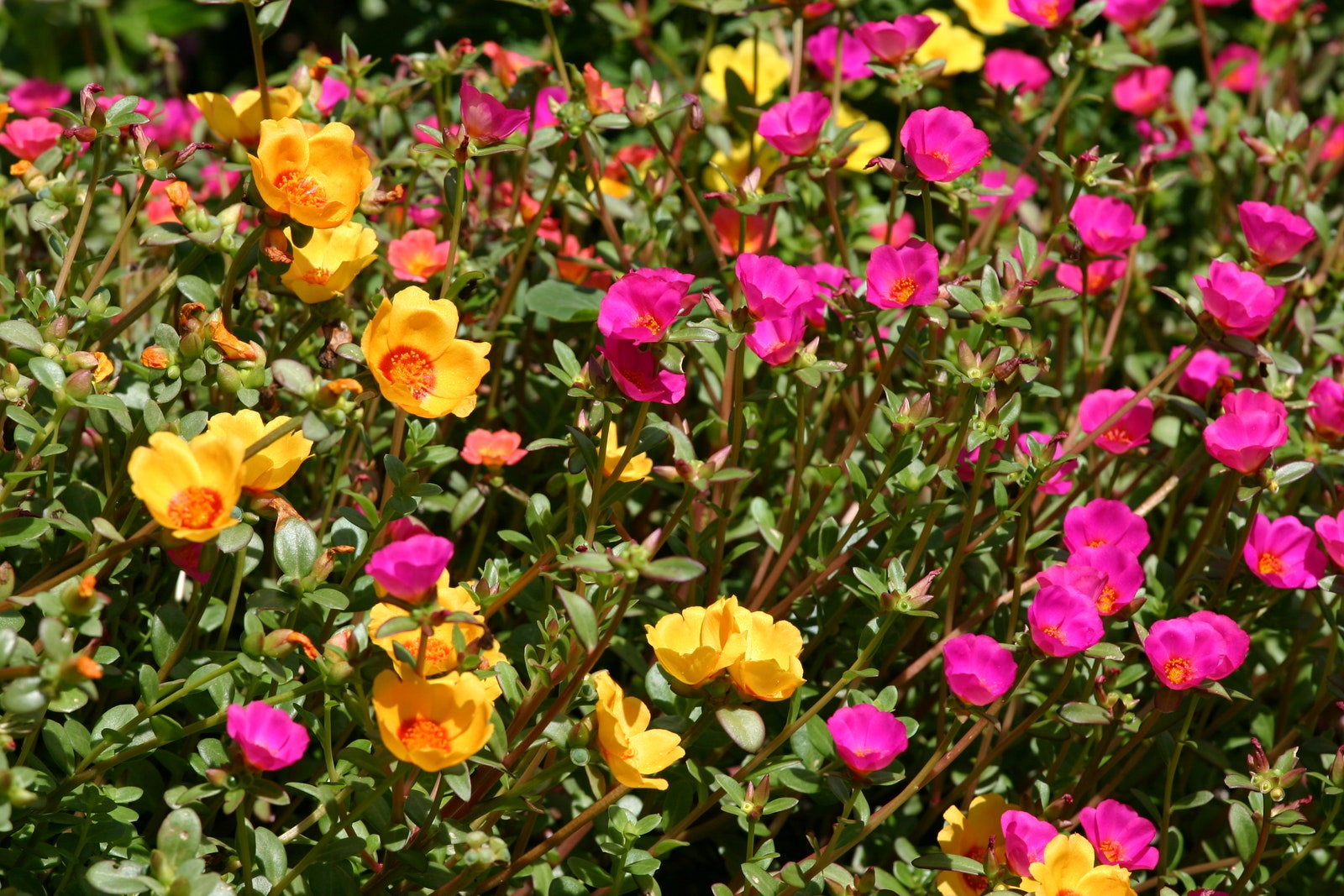Copious happy flowers on the vibrant portulaca plants.