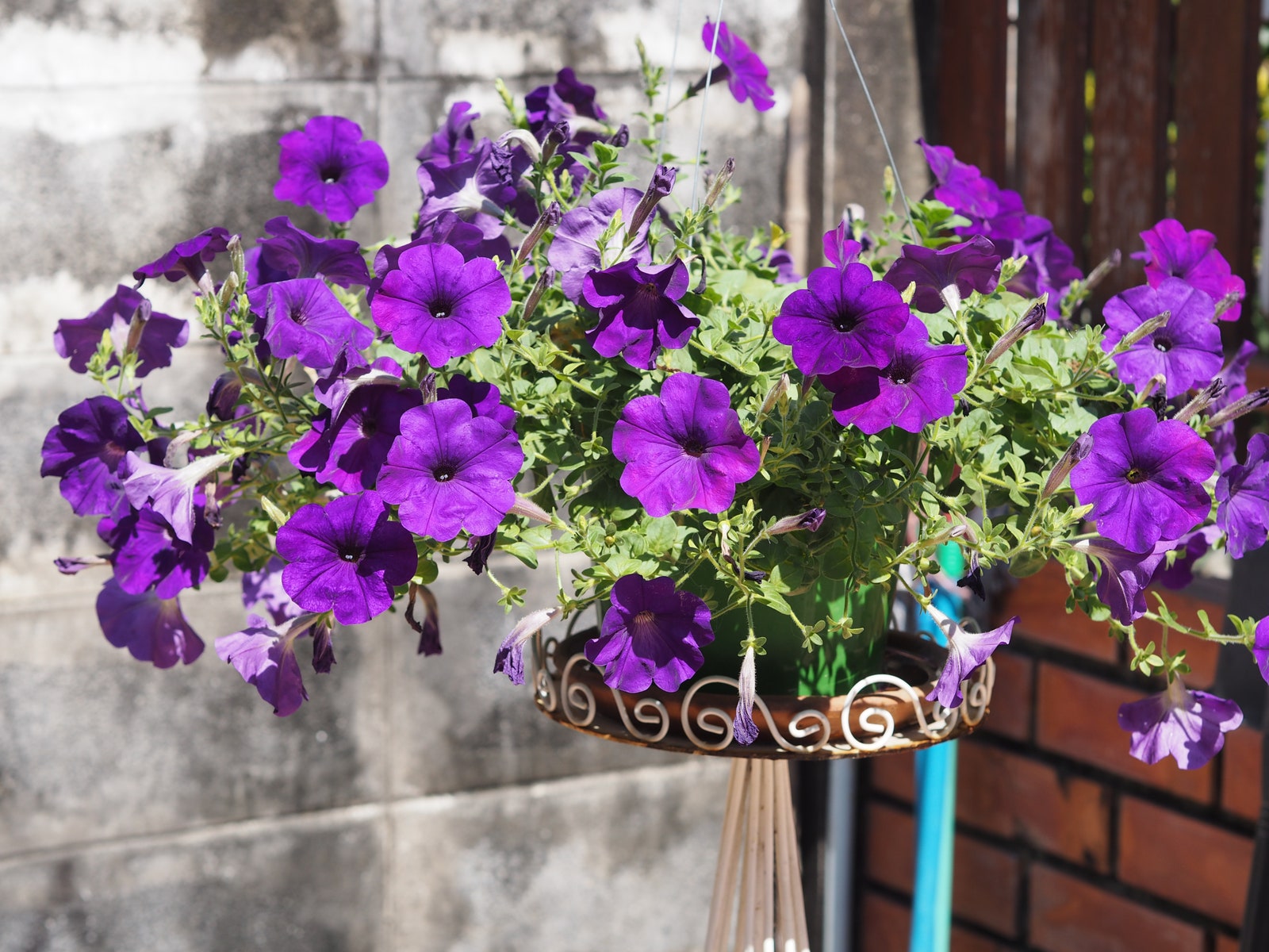 African violet flowers in a hanging planter