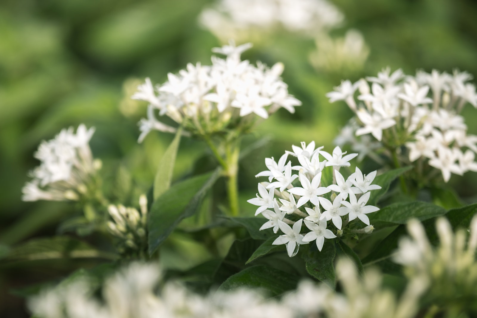 White Pentas lanceolata or Egyptian star cluster flowers blooming in garden.